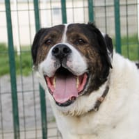 snow, chien à adopter