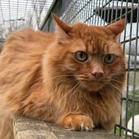 Ruby, chat à adopter