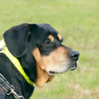 FALCO, chien à adopter