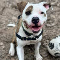 URKO, chien à adopter