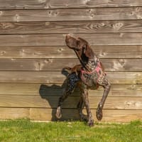 TEIKI, chien à adopter