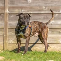 ROCKET, chien à adopter