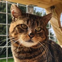 MORTY QCT, chat à adopter