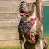 LUTH, chien à adopter