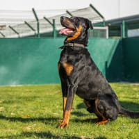 ROOKY, chien à adopter