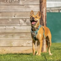 ZANA, chienne à adopter