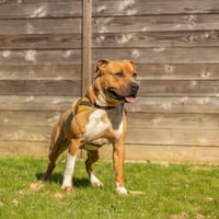 PABLO, chien à adopter