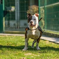 Flop, chien à adopter
