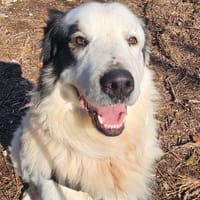 Tarantino, chien à adopter