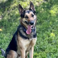 Skyjo, chien à adopter