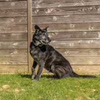 NUTTY, chienne à adopter