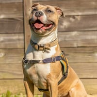 POST-IT, chien à adopter