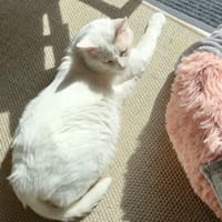 FENOUIL, chat à adopter