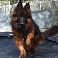 SAM, chien à adopter