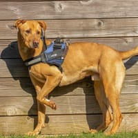 MARTCHELLO, chien à adopter