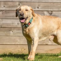 LOUKI, chien à adopter