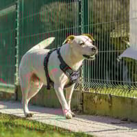 WAFFLE, chienne à adopter