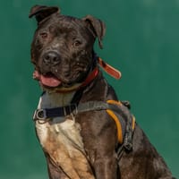 ULYSSE, chien à adopter