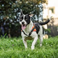 Niouk, chien à adopter