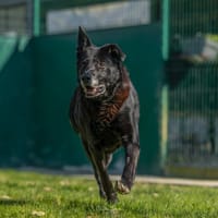 ROXY, chienne à adopter