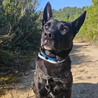 Serena, chienne à adopter