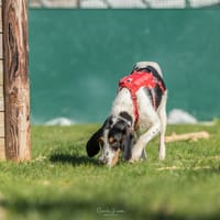 MIURA, chienne à adopter