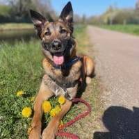 JEAN CLAUDE, chien à adopter