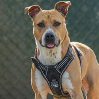 POTRIE, chienne à adopter