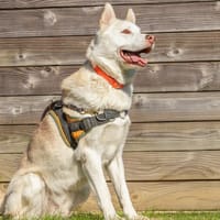 Daiko, chien à adopter