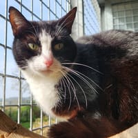 DICKA QCT, chatte à adopter