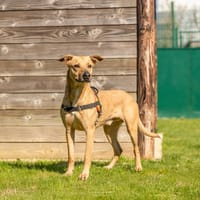 PEPIN, chien à adopter