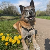 CHECK, chien à adopter