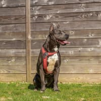 ENZO, chien à adopter