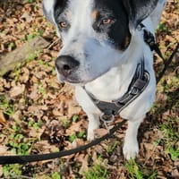 Vador l'adorable petit guerrier tripatte, chien à adopter