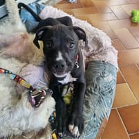 Snoopy le petit coeur tout doux, chien à adopter