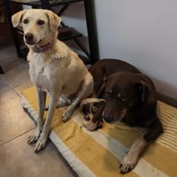 Suzie la belle et douce louloute, chienne à adopter