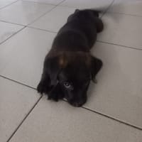 Baloo petit amour de loulou, chien à adopter