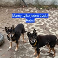 Sonia i Mrówa, suczka do adopcji