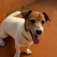 RUDY la boule d'énergie, chien à adopter