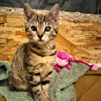 pupples, chatte à adopter
