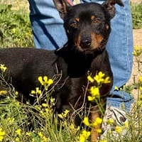 TERIYAKI (Maria), chien à adopter