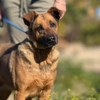 NORI (Maria), chienne à adopter