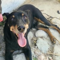 MARTIN (Maria), chien à adopter