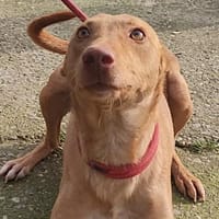 LILO (Maria), chien à adopter