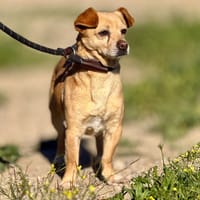 DIJON (Maria), chien à adopter