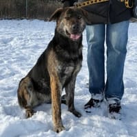 Azunia, suczka do adopcji