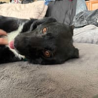 Leon, pies do adopcji