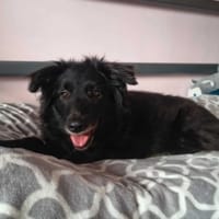 Kora, suczka do adopcji