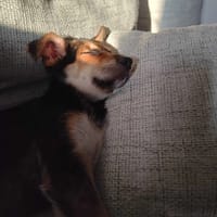 Ludwiczek, pies do adopcji