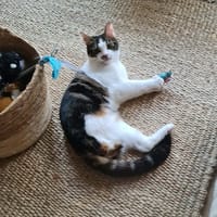 HERMES et IRIS, chat à adopter